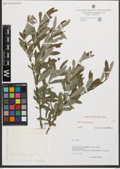 Foto von Salix purpurea L.